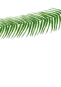 palm1