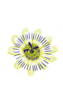 passifloreee
